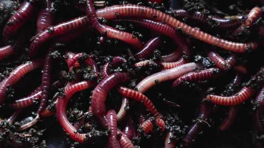 土壤 蚯蚓 蠕虫
