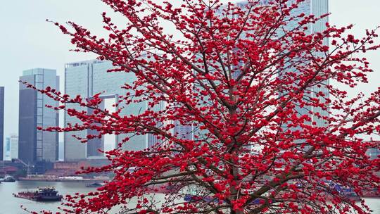 广州喜临院最美木棉花航拍高清4K视频