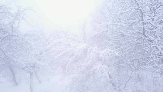 雾蒙蒙的早晨_树上覆盖着白雪