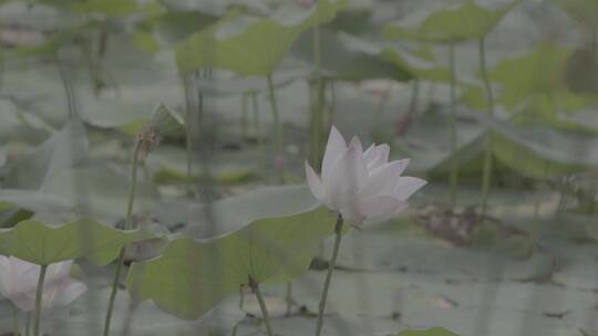 夏季池塘荷叶荷花慢镜头