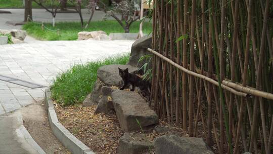 流浪猫小猫野猫猫咪