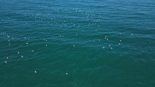 鸟瞰海鸟漂浮和放松在蓝色的大海在白天。视频素材模板下载
