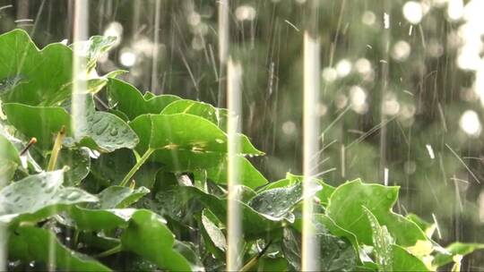 雨水打在树叶上