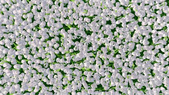 动态花海 背景 百合