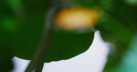 雨后荷叶上的露水珠