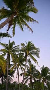 海南三亚海边黄昏天空与椰树椰林风光