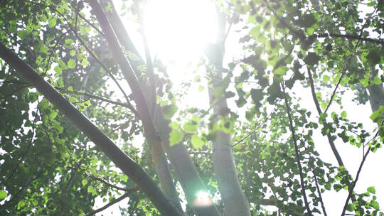 阳光穿过树梢mp4