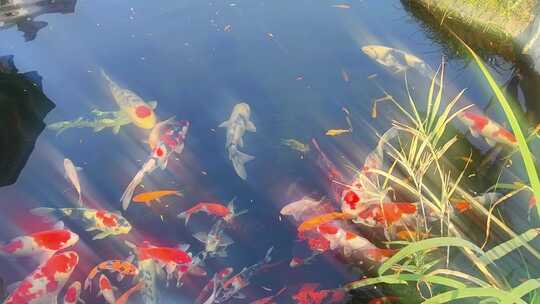 休闲生活庭院锦鲤观赏水池