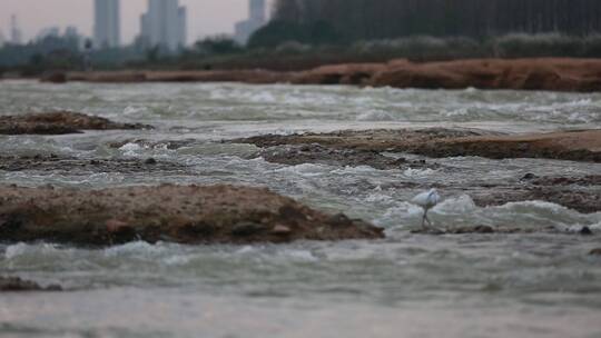 汉江古河床上的白鹭