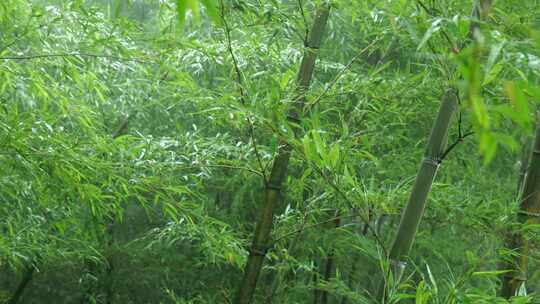 下雨天茂密的竹林枝叶繁茂生机勃勃的景象