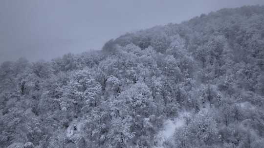 冬天冰冻森林的鸟瞰图，树木被雪覆盖。在美