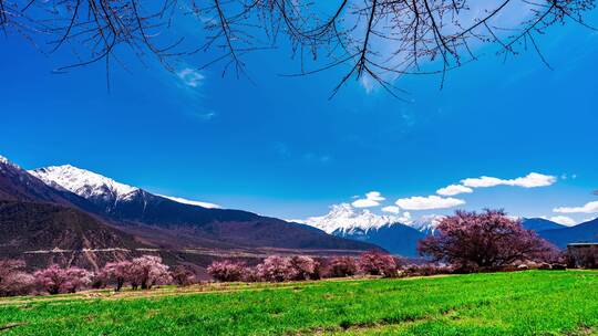 4K加拉白垒雪山桃花延时1