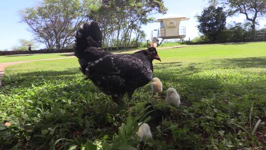 乌鸡带着小鸡在觅食视频素材模板下载