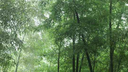 下雨天茂密的竹林枝叶繁茂生机勃勃的景象