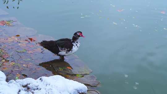 冬天湖上觅食的鸭子视频素材模板下载