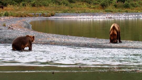 两头棕熊在河边觅食