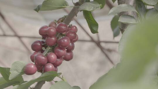 大樱桃种植LOG视频素材