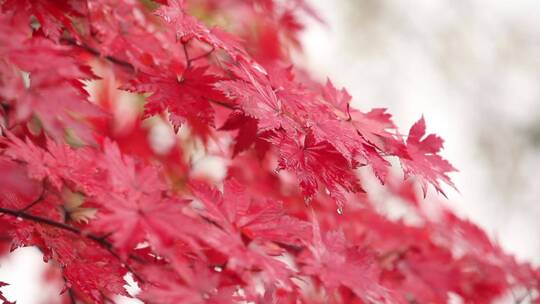 枫叶红了秋季风景视频素材模板下载
