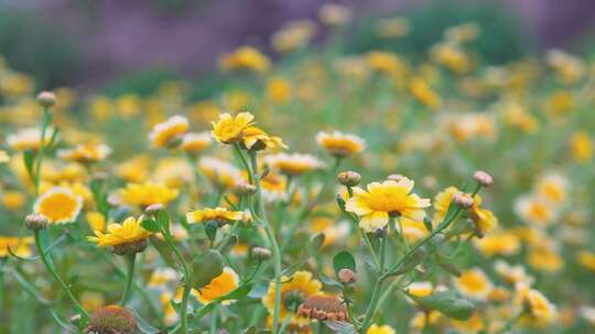 小菊花黄色实拍