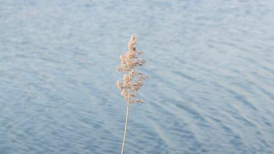 河边 植物 芦苇 户外 冬季