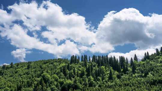 森林上的蓝天白云延时