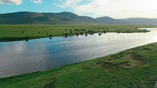 航拍西藏青海牧区牦牛放牧