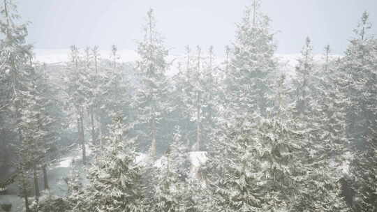 白雪覆盖的森林中的冬季仙境