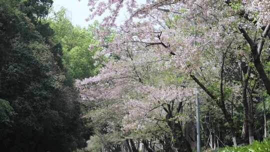 武汉大学樱花树