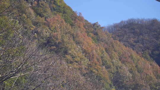 秦岭秋季风景