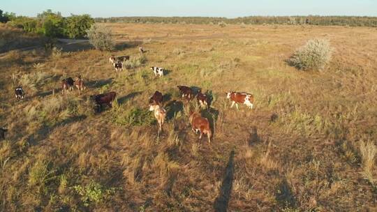 在草地上放牧的牛群