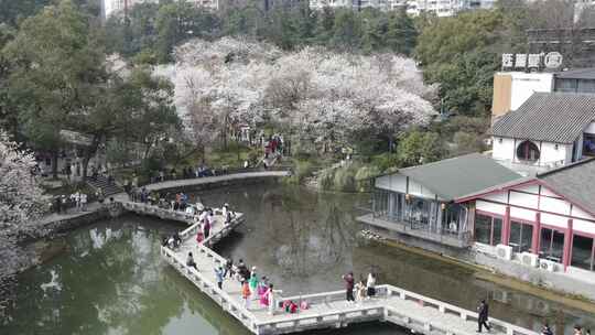 春天人们出门赏花，望月公园樱花盛开成海