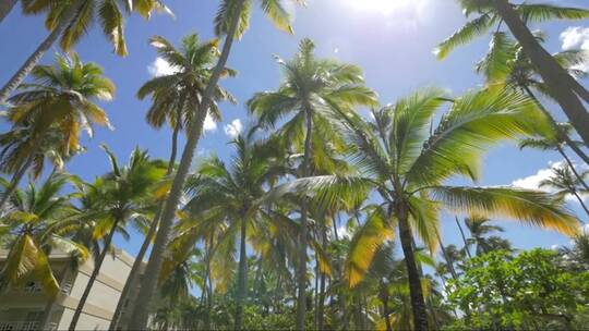 在多米尼加共和国的棕榈树之间