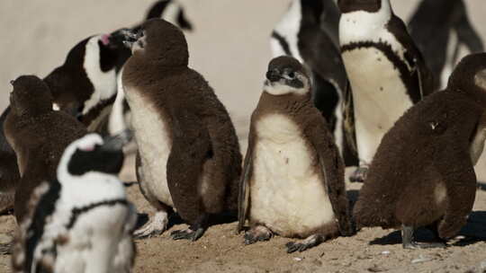 巨石海滩上的非洲企鹅小鸡视频素材模板下载