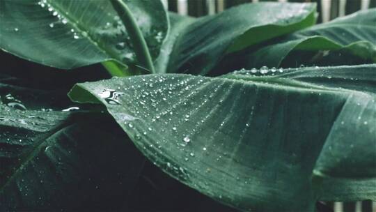 雨水拍打着叶片