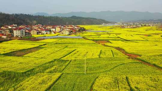 【合集】航拍春天乡村的油菜花田