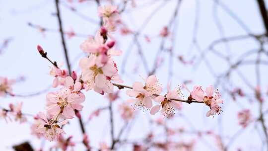 春天盛开的粉色桃花碧桃山桃花朵特写