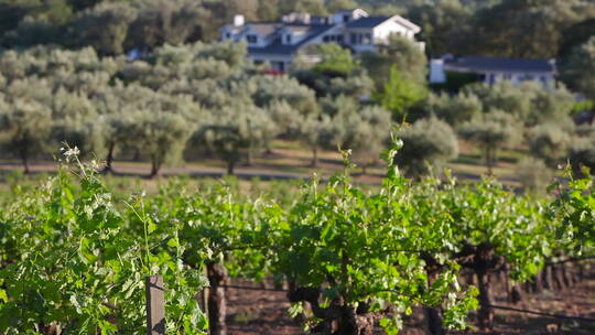 纳帕谷葡萄种植区