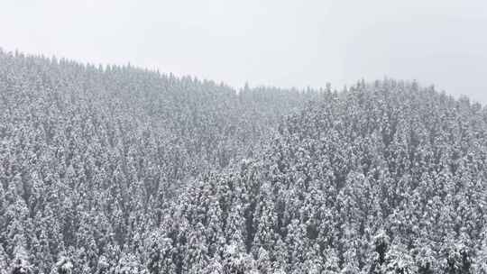 冬天暴雪纷飞森林下雪雪景霜降立冬大雪航拍