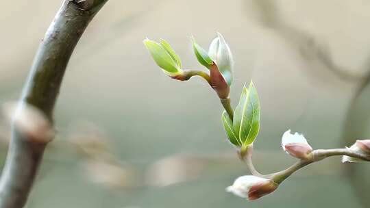春天春分万物复苏春暖花开芽苗成长
