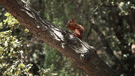 松鼠坐在树枝上吃坚果