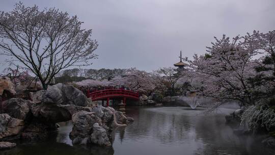 武汉东湖磨山樱花园延时