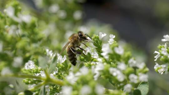 野外的蜜蜂在采蜜视频素材模板下载