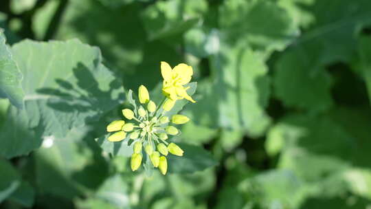 油菜花慢镜头