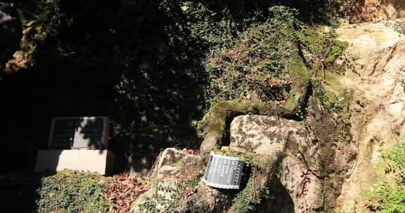 苏州光福石壁永慧禅寺八百年古石楠树