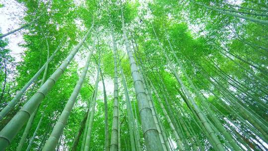 仰拍美丽的竹海竹林竹子