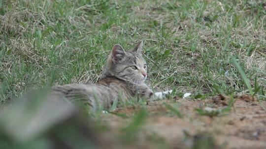 一直可爱的小猫