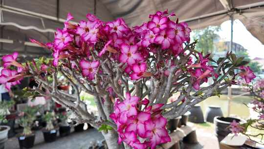 泰国色彩斑斓的鲜花市场