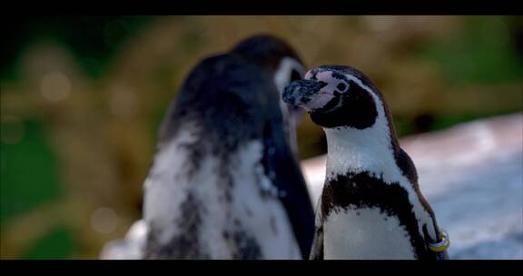 企鹅动物园极地海洋馆