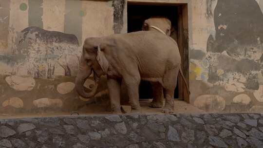 2023广州动物园游览大象视频素材模板下载