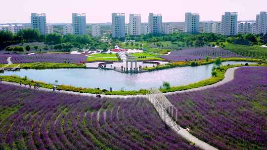 金昌市花海 航拍